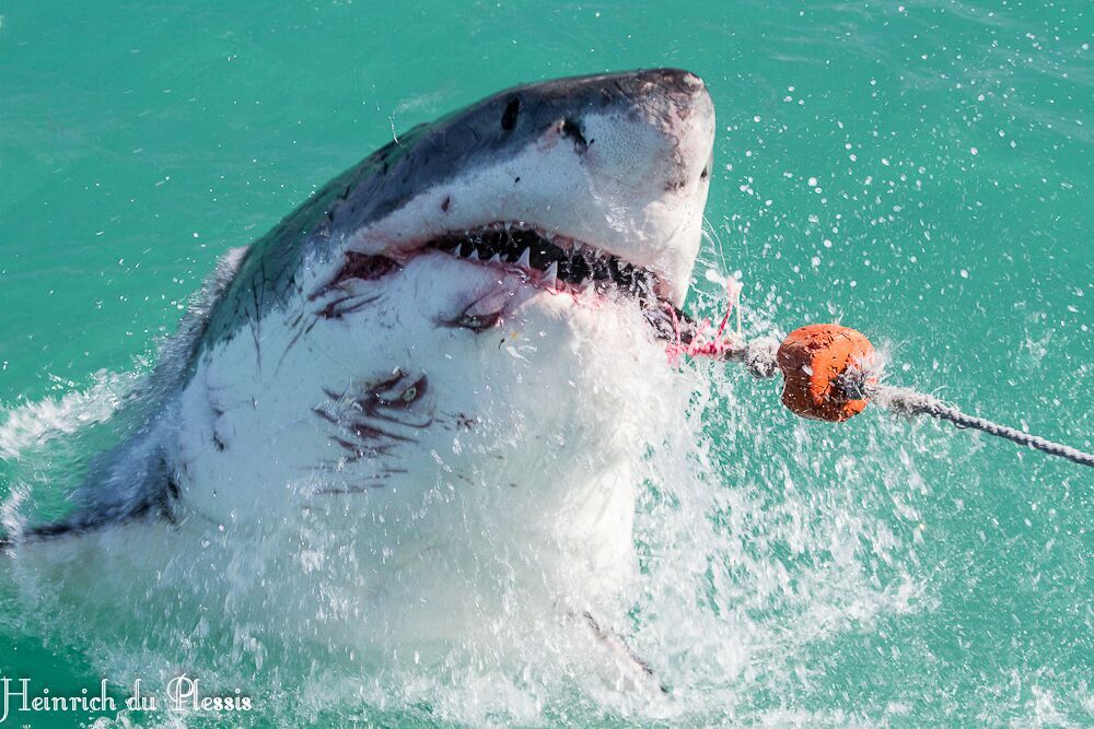 Biting the bait by Great White Shark on boat trip, Hermanus