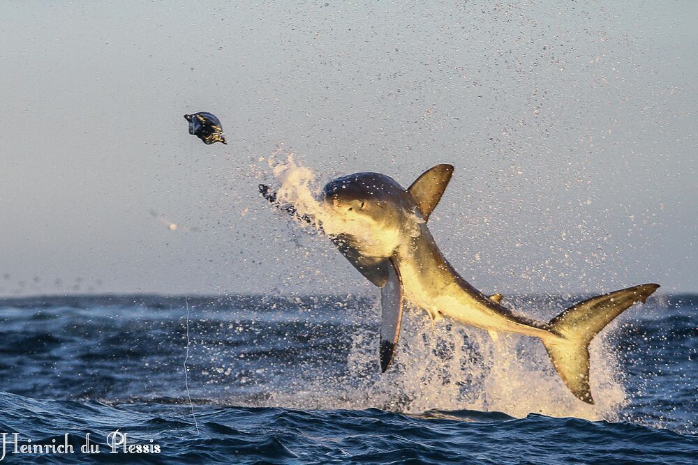 Great White Shark breaching at Seal Island near Simons Town