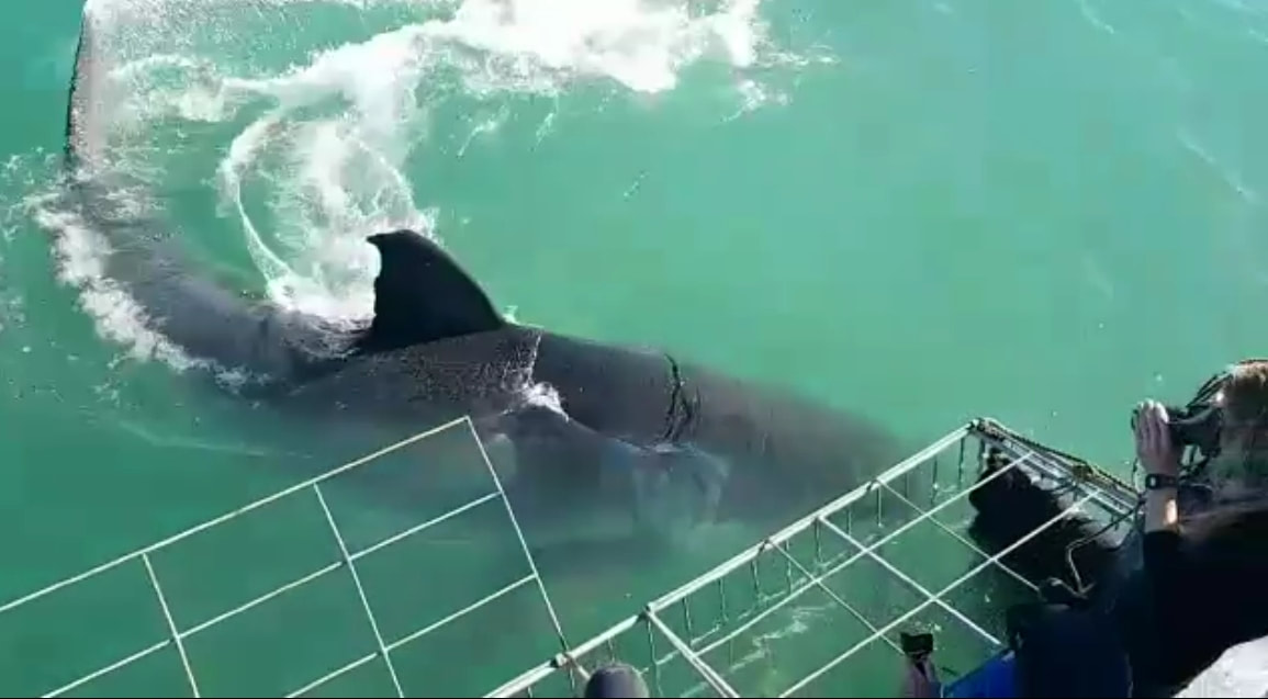 Massive 5 metre Great White Shark spotted 18th May, with 2 other large Great White Sharks at 4.5m and 3.5m, Gansbaai, near Hermanus, South Africa