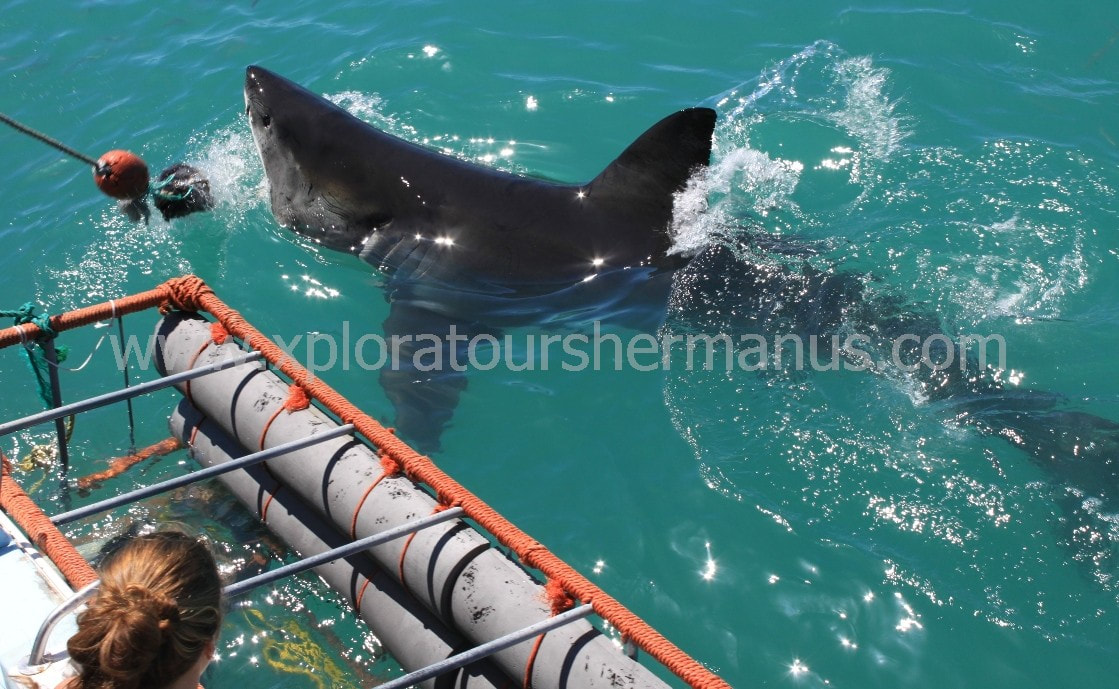 Great White Shark cage diving and surface viewing near Hermanus