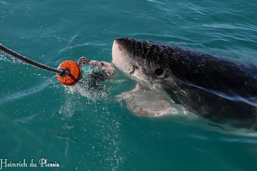 Great White Shark mouthing the bait, Gansbaai, South Africa
