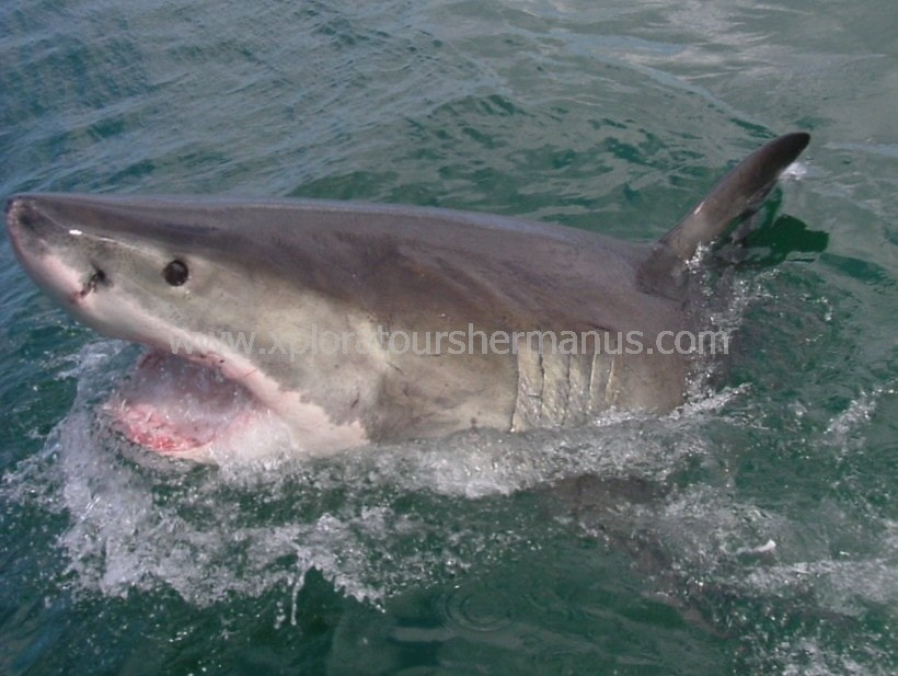 Mouthing the bait - Great White Shark cage diving boat trips, Hermanus