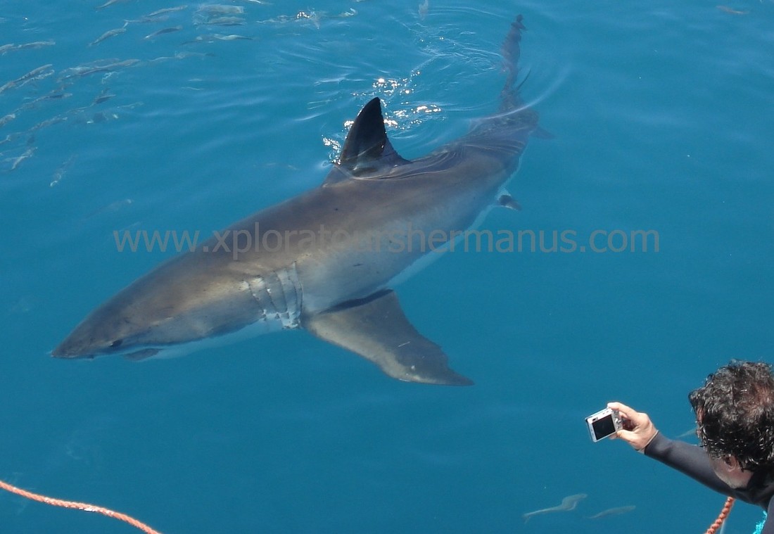 Great White Shark cage diving and surface viewing, Hermanus, South Africa