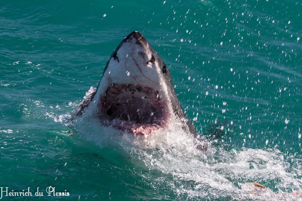 Great White Shark breaching the surface of the ocean, Hermanus