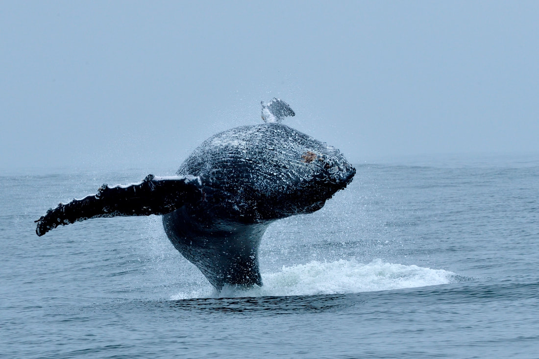 Humpback Whale trips at Yzerfontein