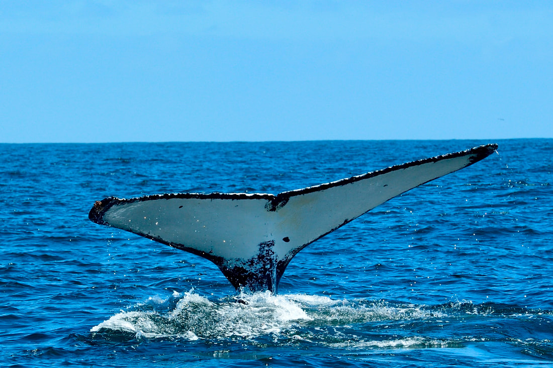 Humpback Whale trips at Yzerfontein
