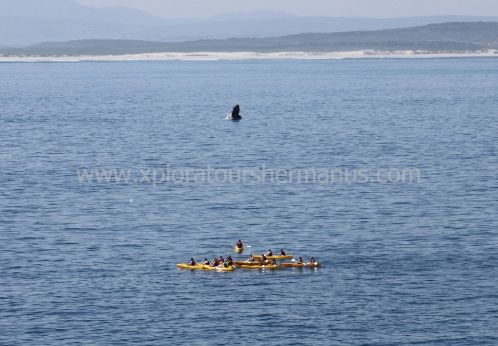 Sea Kayaking in Hermanus hopefully with Whales