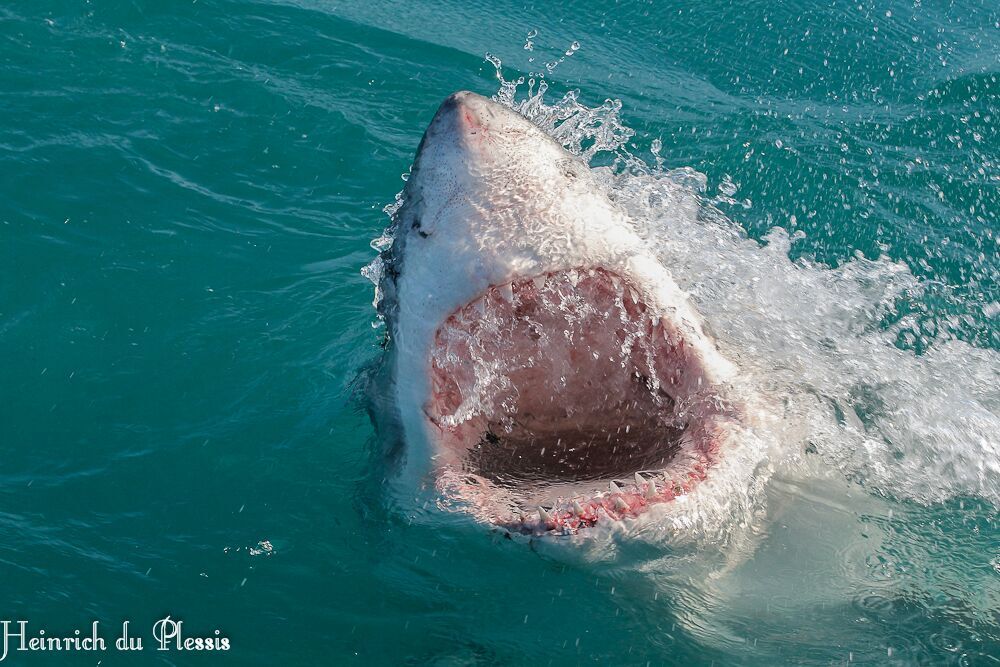 Great White Shark, Hermanus