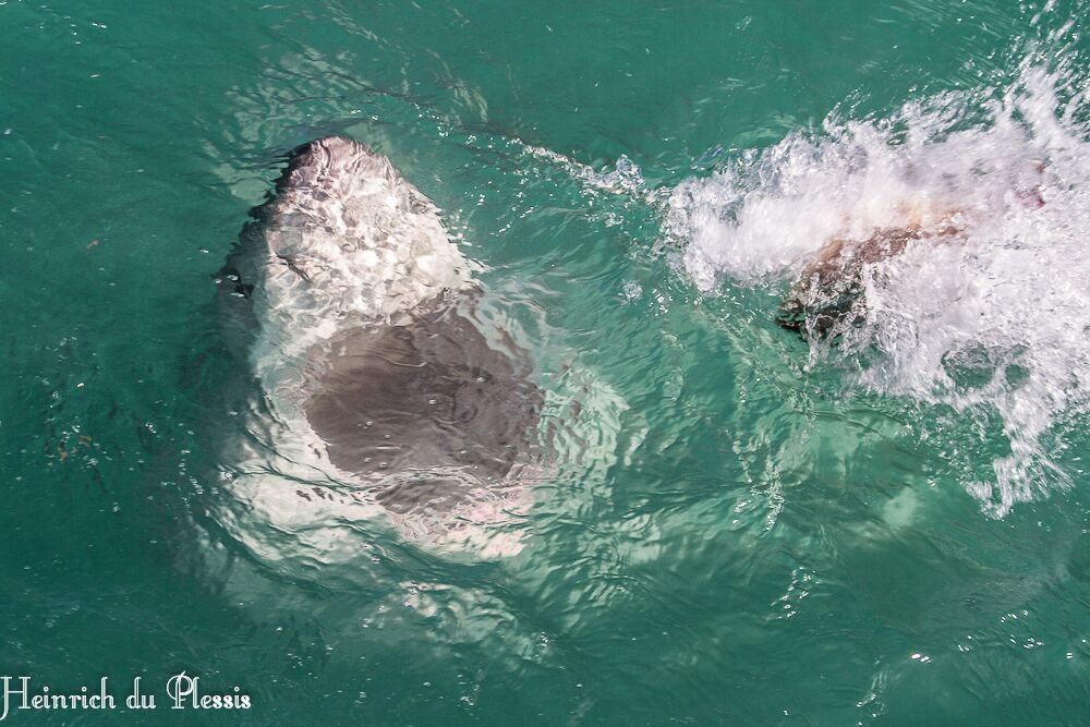 open mouth of Great White Shark, Kleinbaai, South Africa