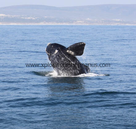 Southern Right Whale breaching at Hermanus, South Africa