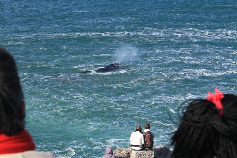 Whale Watching Walking Tours of the Hermanus cliff-tops
