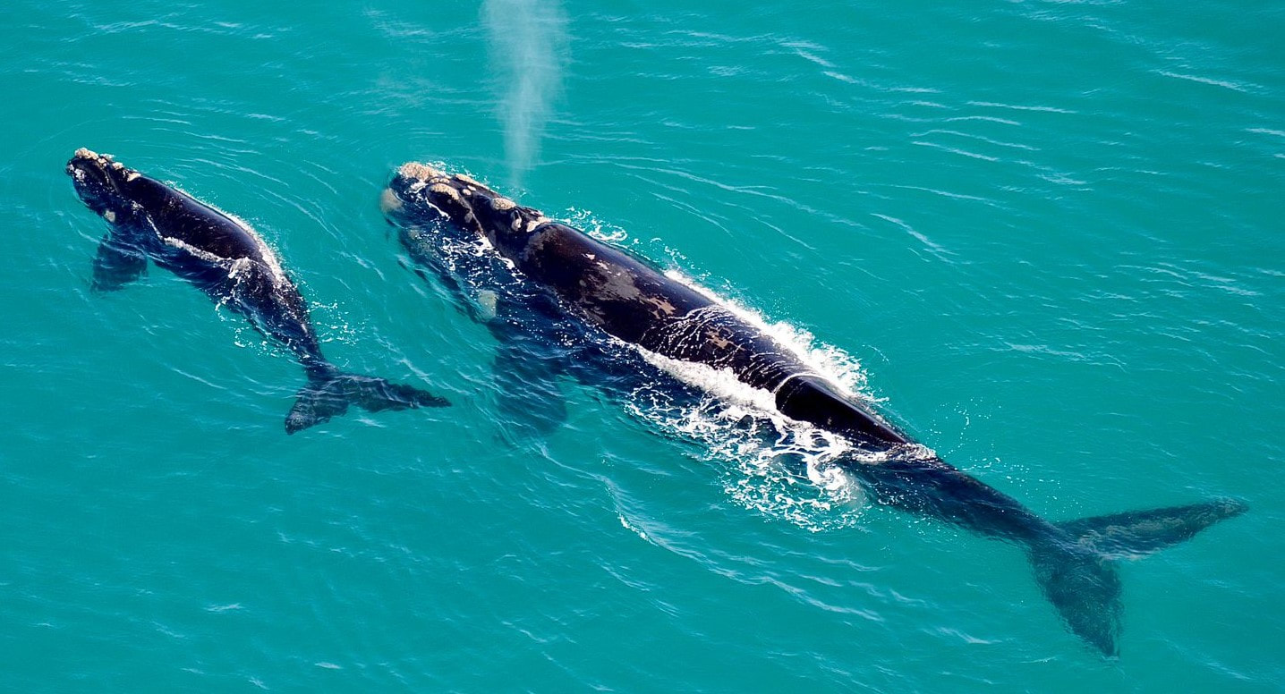 Southern Right Whales in Hermanus, mother and baby, viewed from a helicopter flight. June to Dec each year