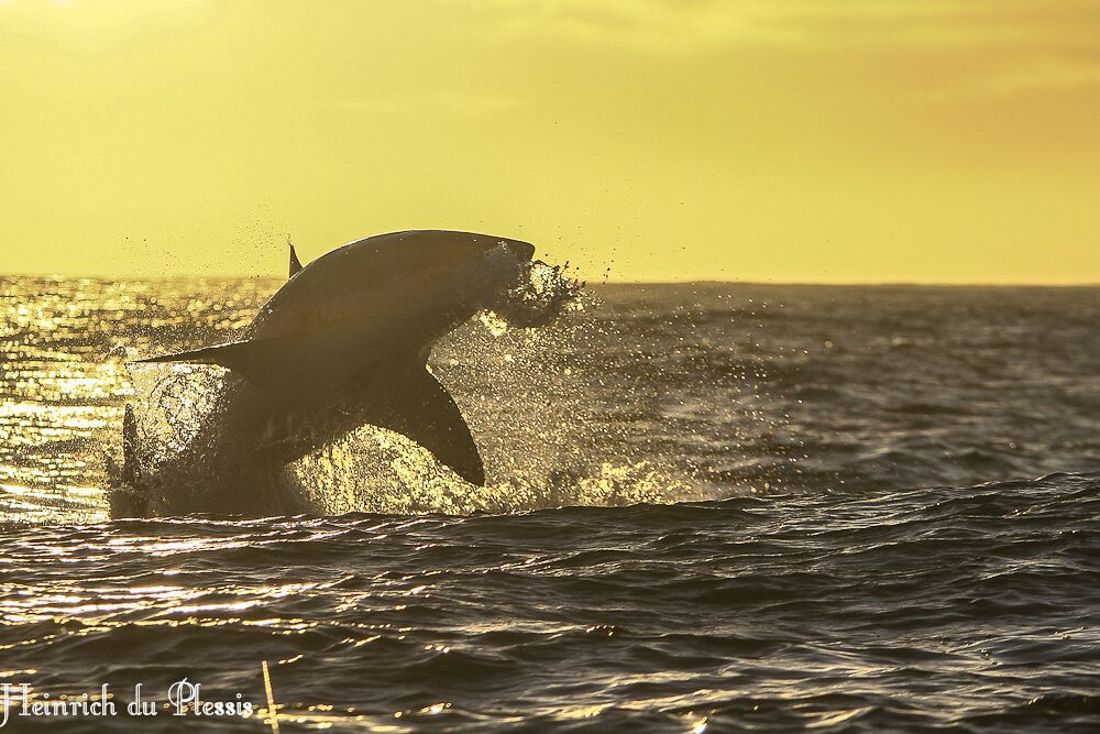 Breaching Great White Shark, near Hermanus