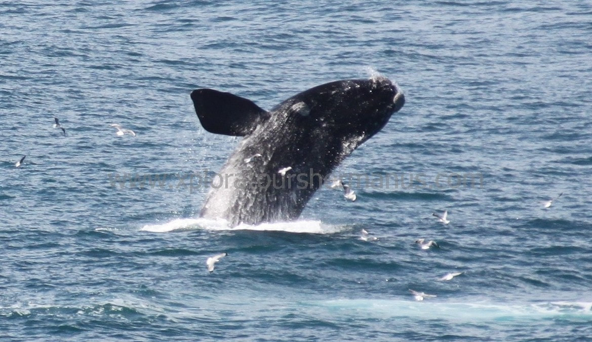 Southern Right Whale breaching at Hermanus, South Africa