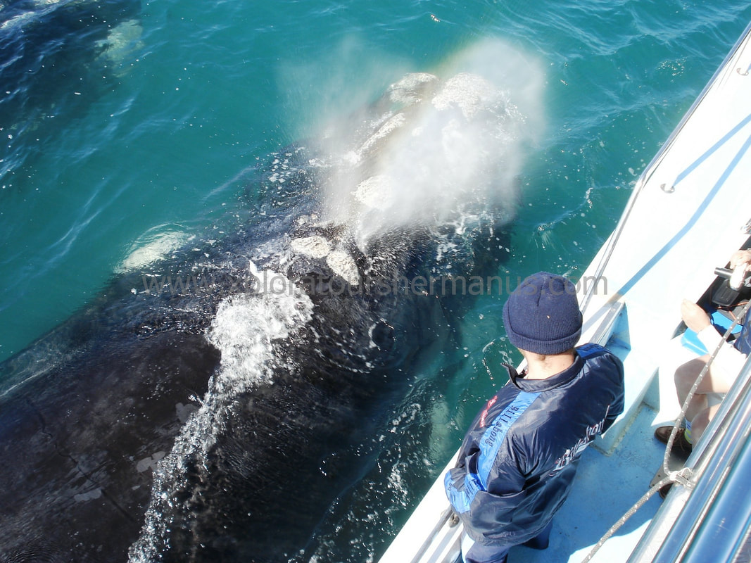 Whale watching boat trips in Hermanus, near Cape Town, South Africa